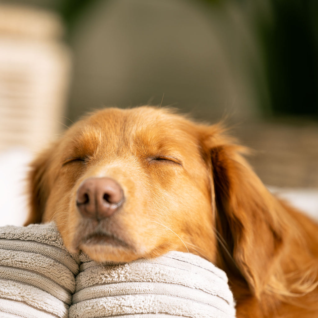 Essentials | Dog Bed with Plush Fabric & Removable Covers | Cozy Rest for All Dogs 4