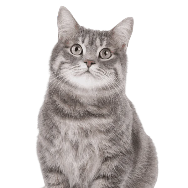 FOR CATS