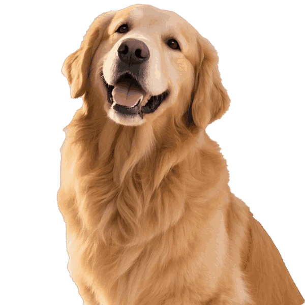 FOR LARGE DOGS