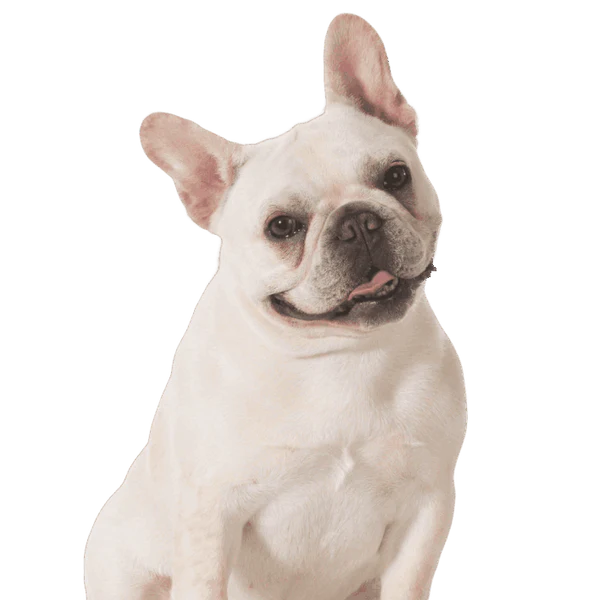 FOR SMALL DOGS