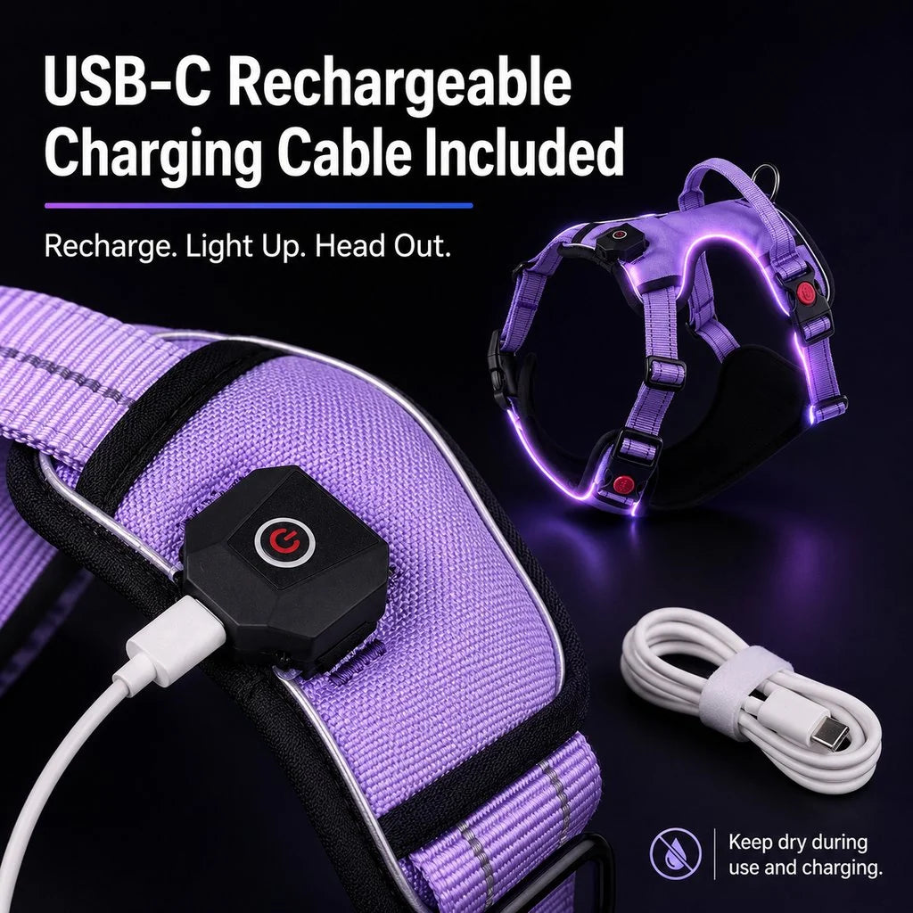 Rechargeable LED Dog Harness for Night Walks - Back-Panel Glow & Reflective Webbing for Better Low-Light Visibility
