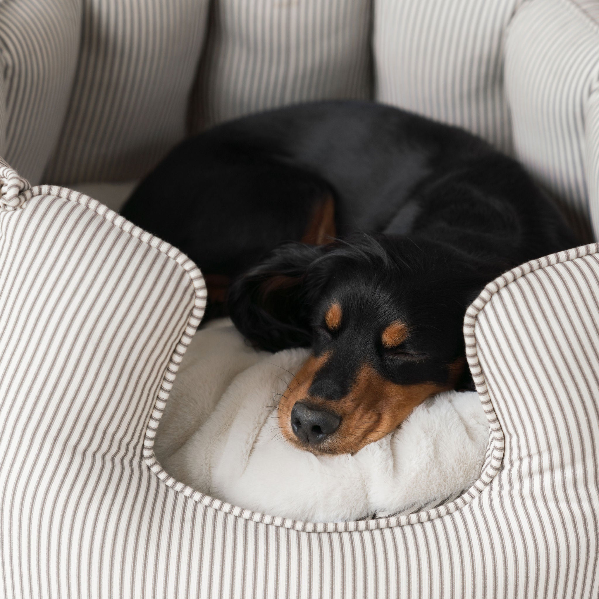 Regency Stripe | Large Dog Bed with Removable Covers & Soft Sides | Cozy Resting Space for Ultimate Comfort 3
