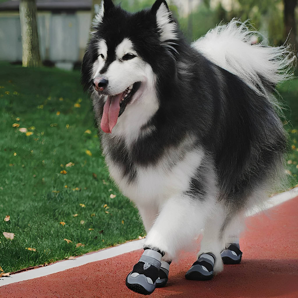 Waterproof Dog Boots – Non-Slip Paw Protection for Hot & Icy Ground, Set of Four - image 1