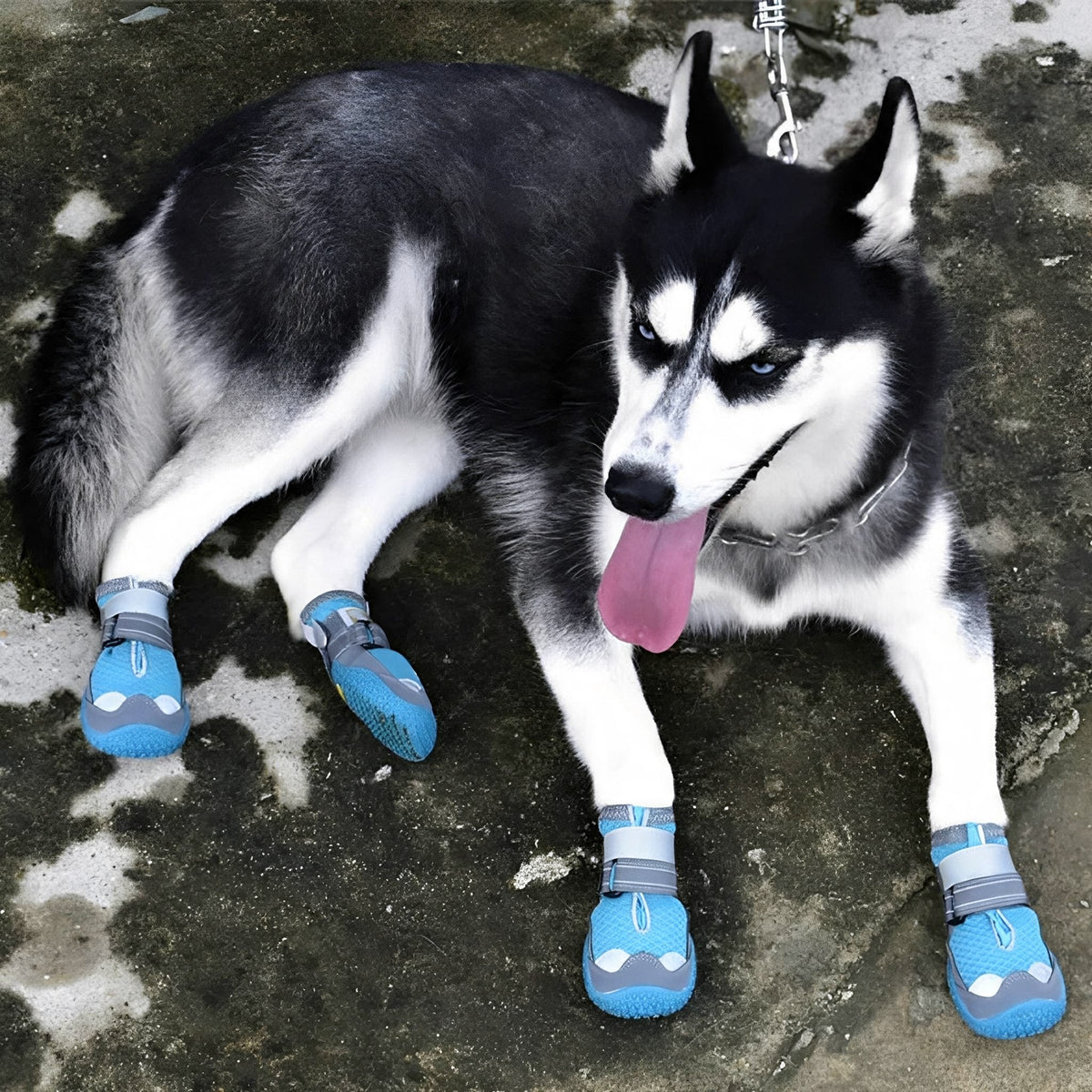 Waterproof Dog Boots – Non-Slip Paw Protection for Hot & Icy Ground, Set of Four - image 2