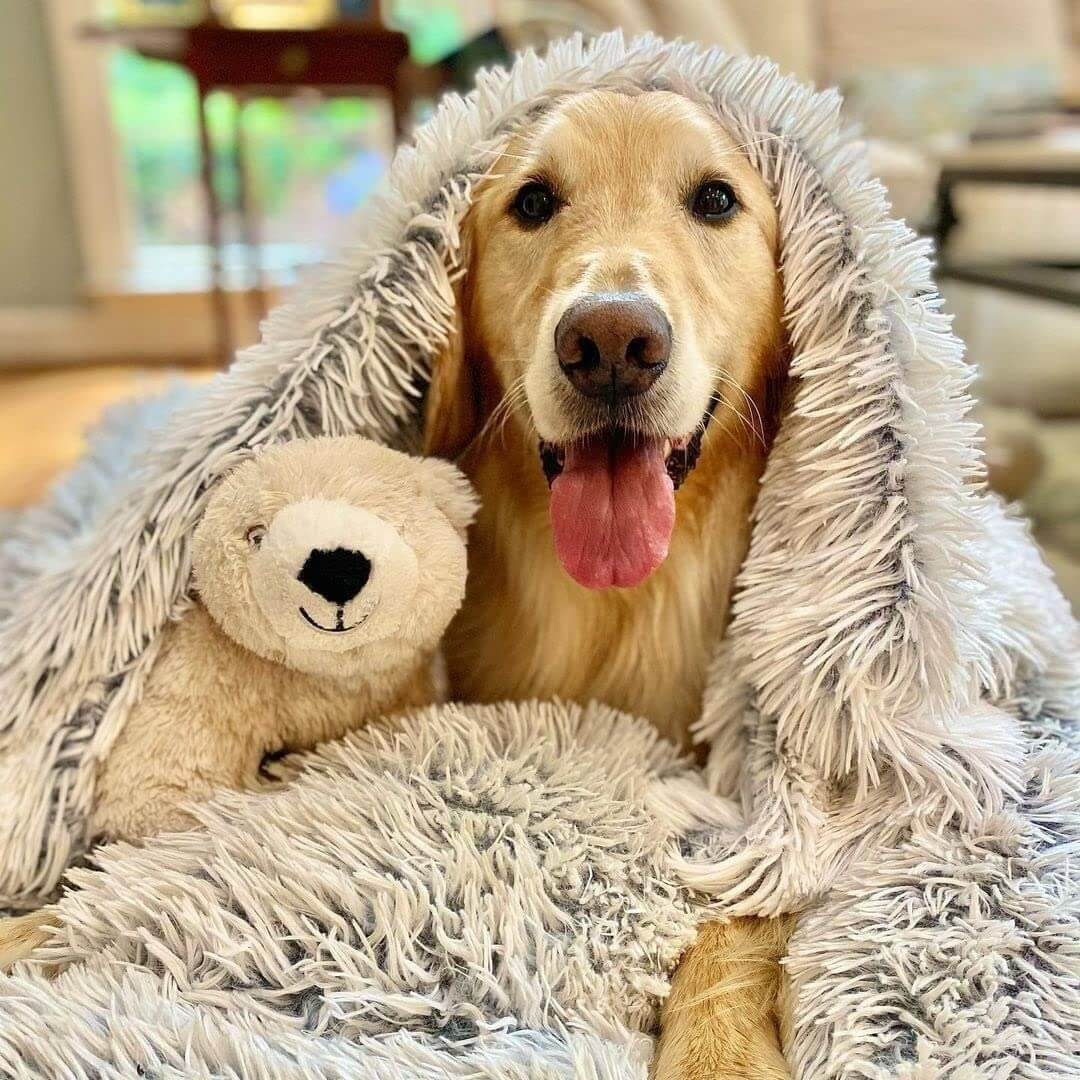 Fluffy Pet Blanket – Long-Pile Faux Fur Throw for Dogs & Cats, Four Sizes - image 1